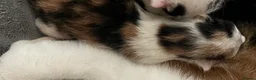 Mixed Breed cats for sale: x3 kittens  in Bridgwater - Advert 2