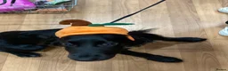 Cocker Spaniel dogs for sale: Unfortunately re homing due to health condition - Advert 13