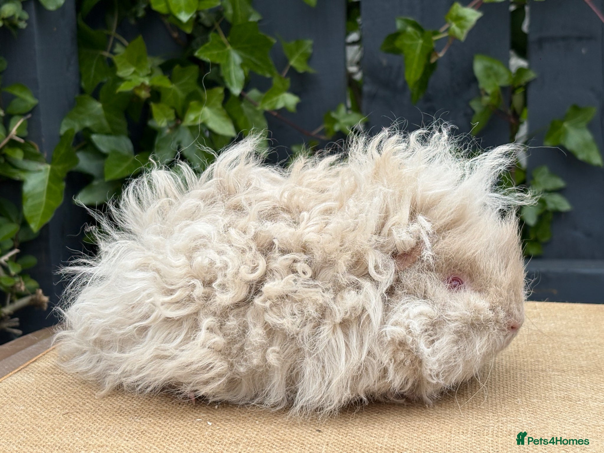 Guinea Pig rodents Purebred Lunkarya - Advert 2
