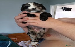 Mixed Breed dogs for sale: 6 Beautiful mixed breed puppies  - Image 11