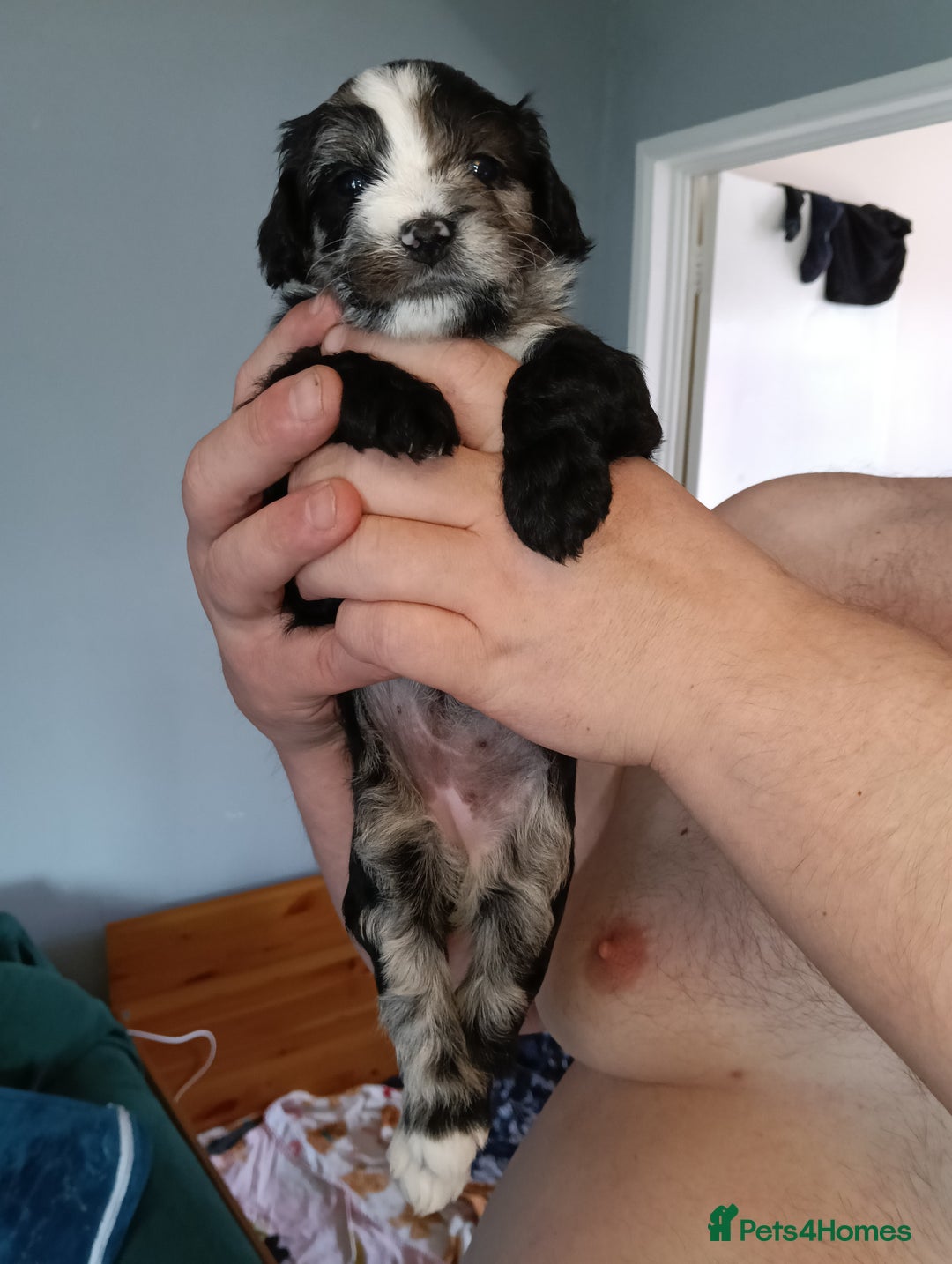 Mixed Breed dogs for sale: 6 Beautiful mixed breed puppies  - Image 11
