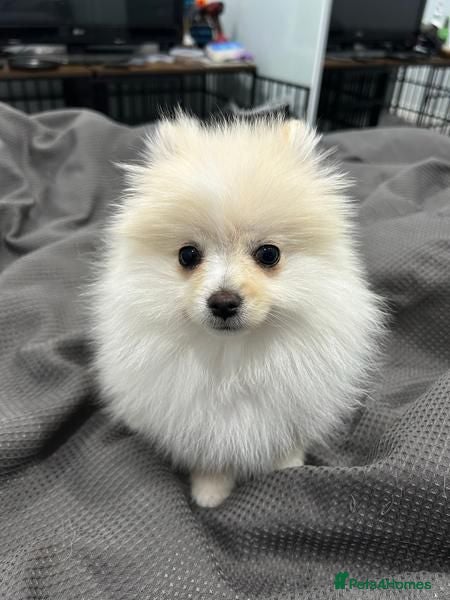 Pomeranian dogs  Tiny Male Pomeranian Puppy  - Advert 7
