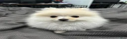 Pomeranian dogs for sale:  Tiny Male Pomeranian Puppy  in Stafford - Advert 1