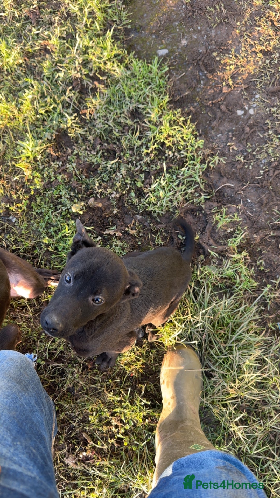 Lurcher dogs for sale: LURCHER PUP - Advert 2