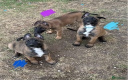Belgian Shepherd Dog dogs for sale: Belgian Malinois puppies🐾 - Image 33