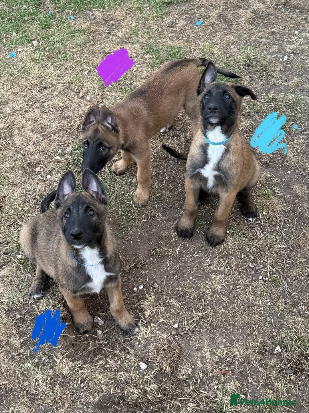 Belgian Shepherd Dog dogs for sale: Belgian Malinois puppies🐾 - Image 33