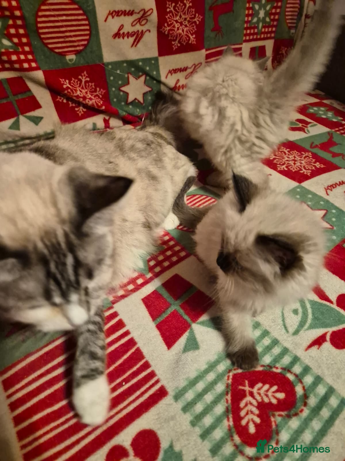 Ragdoll cats Adorable Ragdoll Kittens GCCF  Active registered  - Advert 1