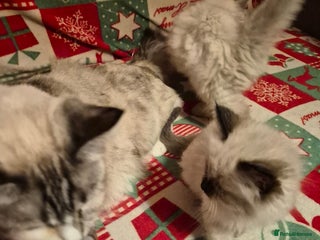 Ragdoll cats Adorable Ragdoll Kittens GCCF Active registered - Advert 1