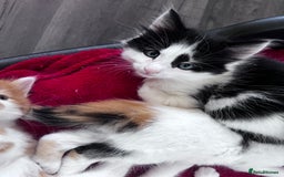Mixed Breed cats for sale: Gorgeous Fluffy Kittens - Image 9