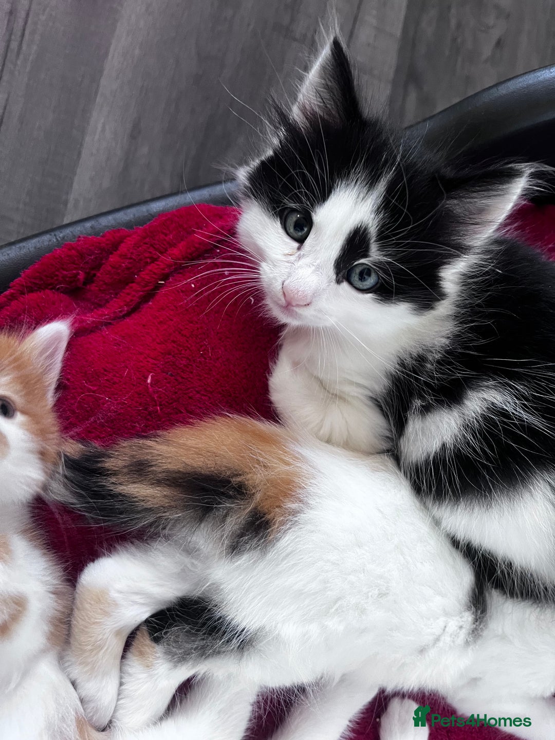 Mixed Breed cats for sale: Gorgeous Fluffy Kittens - Image 9