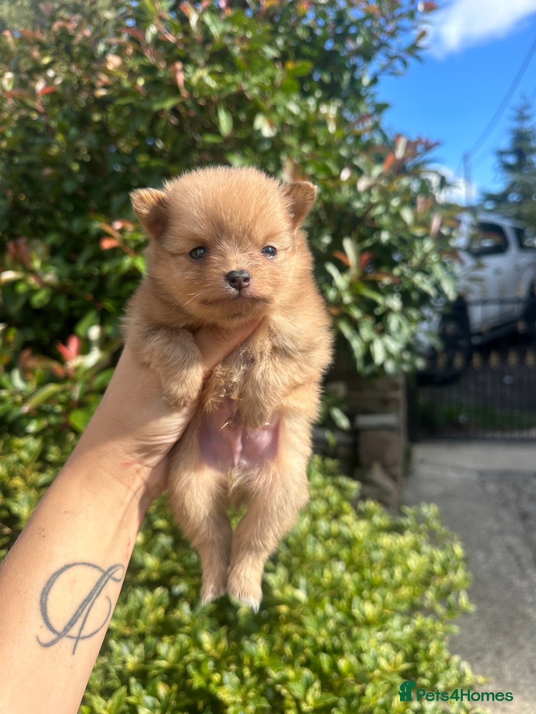 Pomeranian dogs for sale: 🐻TeddyBear Pomeranian Puppy’s🐻 - Image 6
