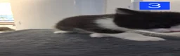 Domestic Shorthair cats for sale: TUXEDO KITTENS  - Advert 16