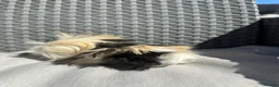 Guinea Pig rodents for sale: Very handsome baby long haired guinea pigs. - Advert 18
