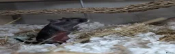 Gerbil rodents for sale: 4 Lovely 1yr Gerbil Sisters and Gerbilarium in Ottery Saint Mary - Advert 5