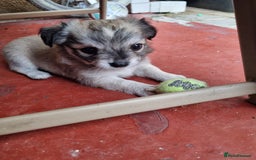 Chihuahua dogs for sale: 5 chihuahua  - Image 11