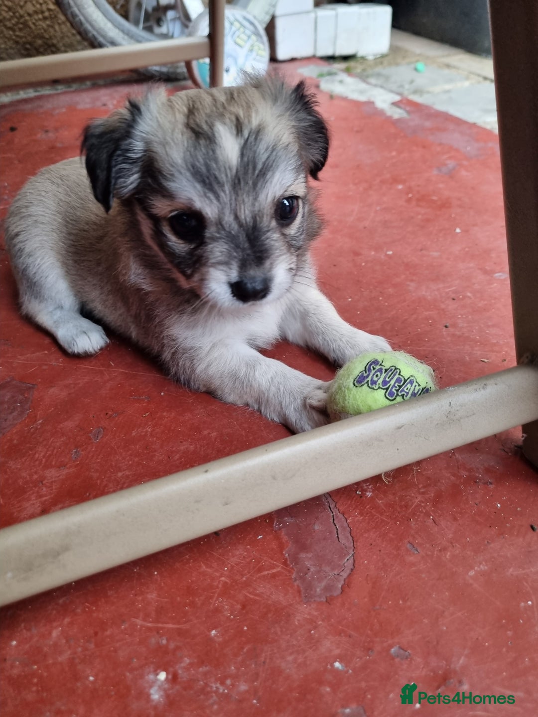 Chihuahua dogs for sale: 5 chihuahua  - Image 11