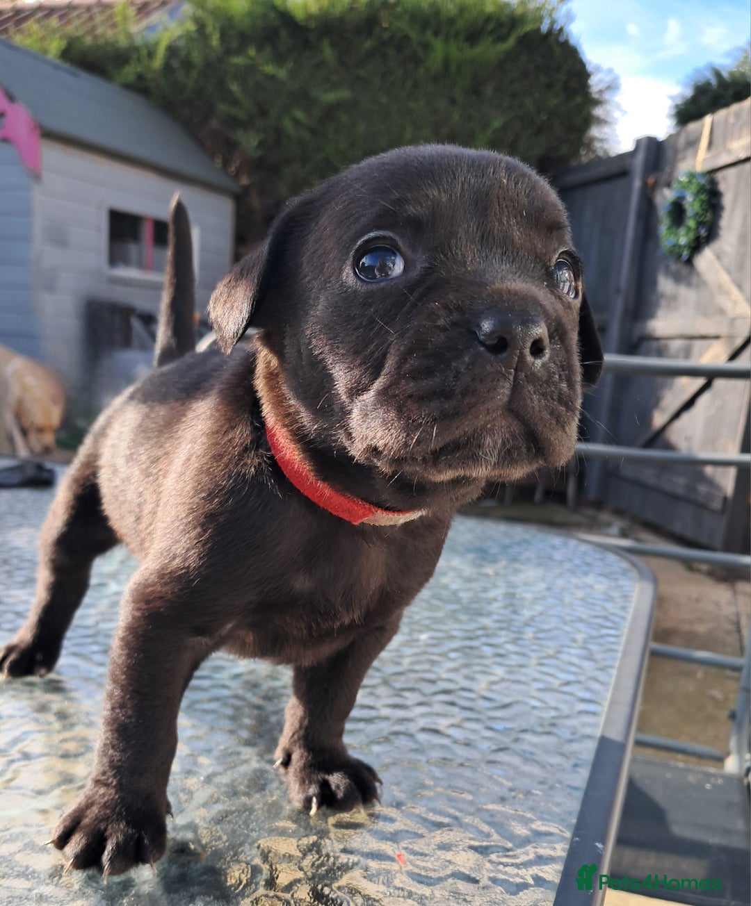 Mixed Breed dogs for sale: Frenchbulldog cross puppies  - Image 9