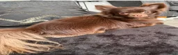 Chihuahua dogs for sale: Adorable Chihuahua Puppies 7 Weeks Old  Ready Soon in London - Advert 1