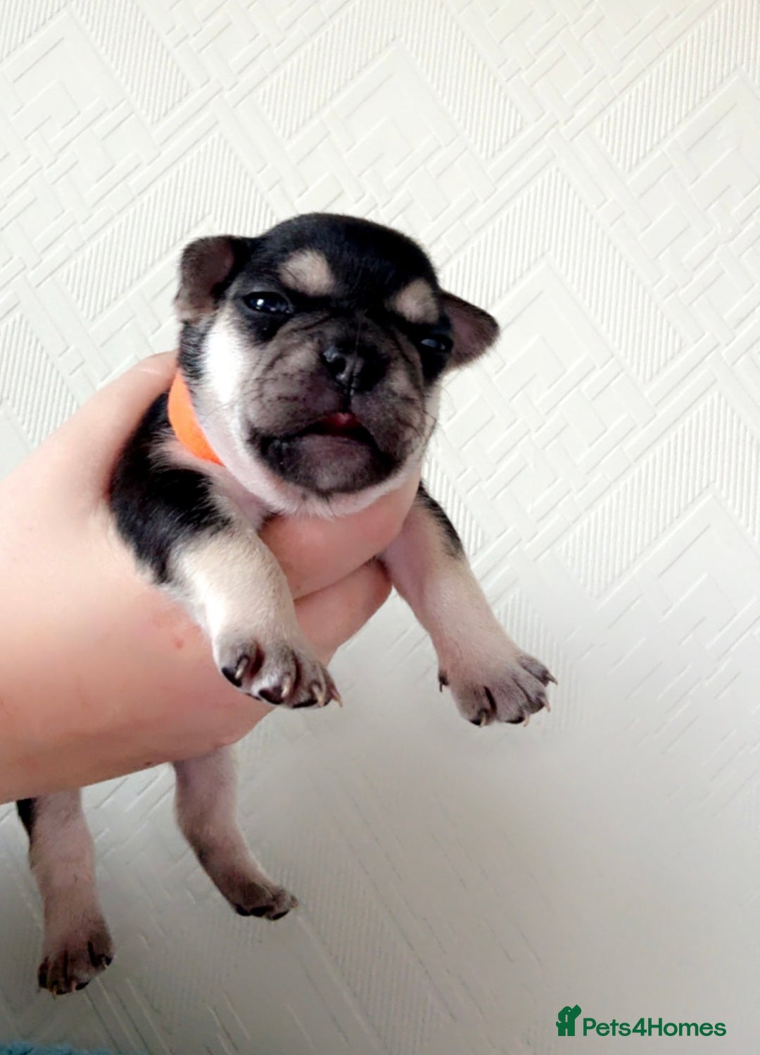 French Bulldog dogs for sale: 🐾 adorable French bulldog puppies for sale 🐾 - Image 11