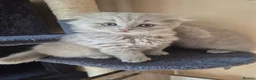 British Shorthair cats for sale: Kittens lilac and blue boys, shorthair, longhair  - Advert 10