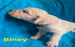 Goldador dogs for sale: Goldador Puppy 5 - Kitanas puppies  - Image 11