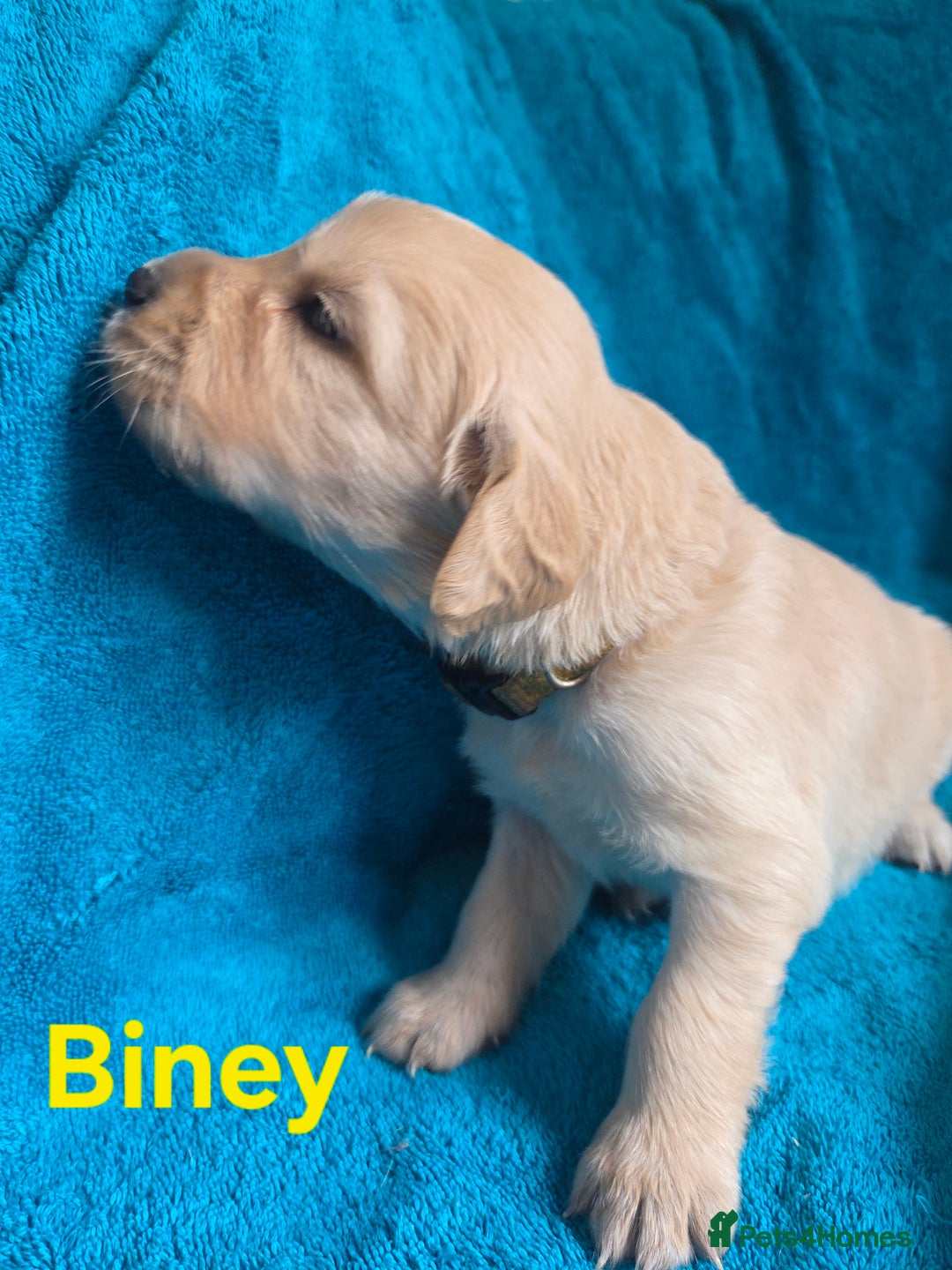 Goldador dogs for sale: Goldador Puppy 5 - Kitanas puppies  - Image 11