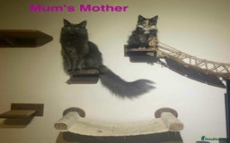 Maine Coon cats for sale: Purebred Blue Maincoon Kittens  - Image 11