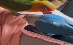Lovebirds birds for sale: Baby hand reared lovebirds  - Image 4