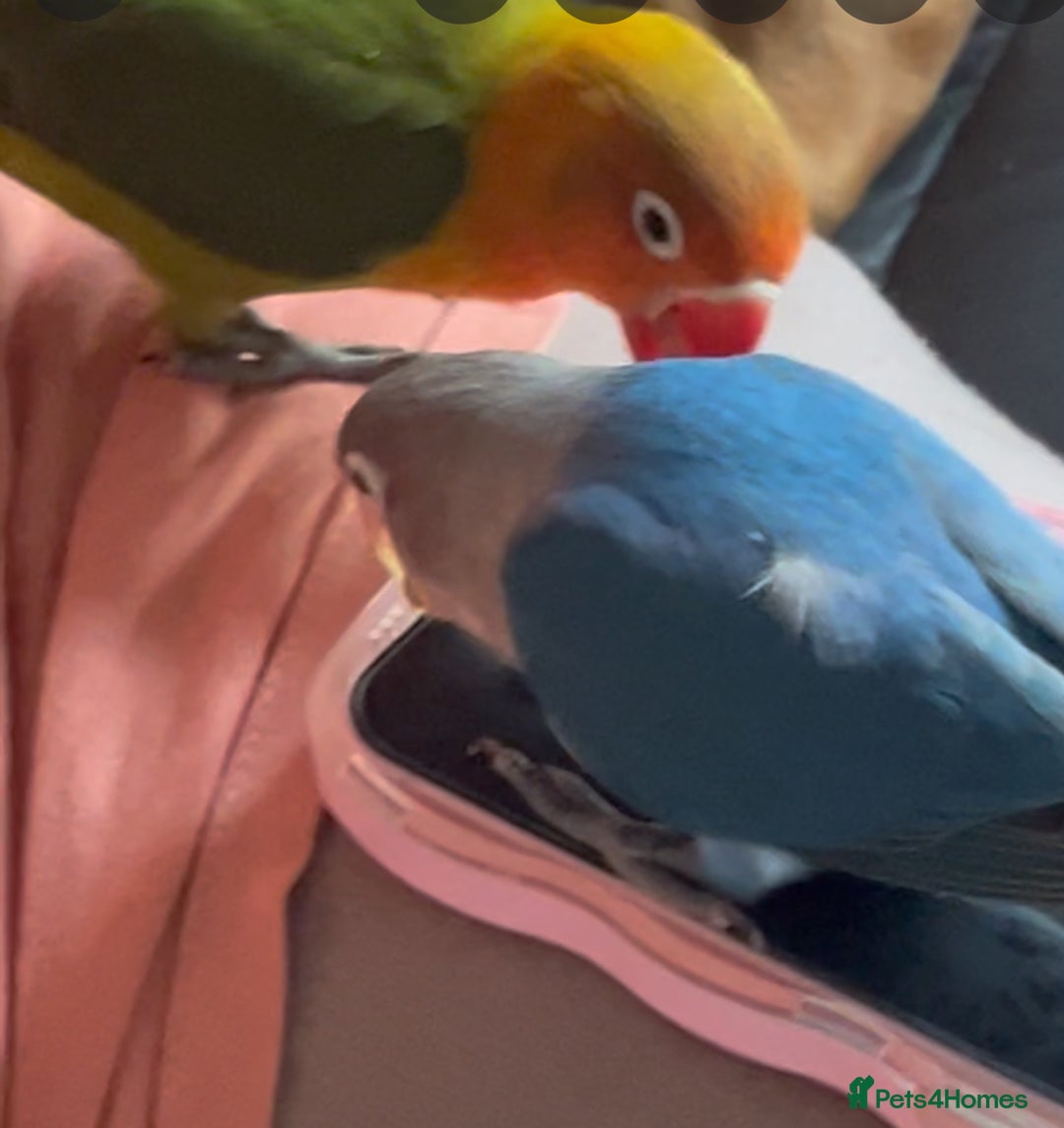 Lovebirds birds for sale: Baby hand reared lovebirds  - Image 4