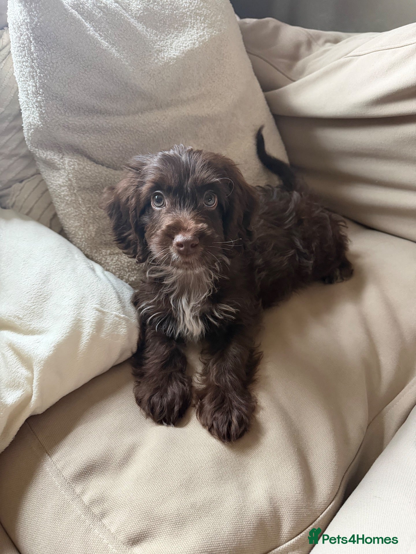Cockapoo dogs 10 week old cockapoo - Advert 1