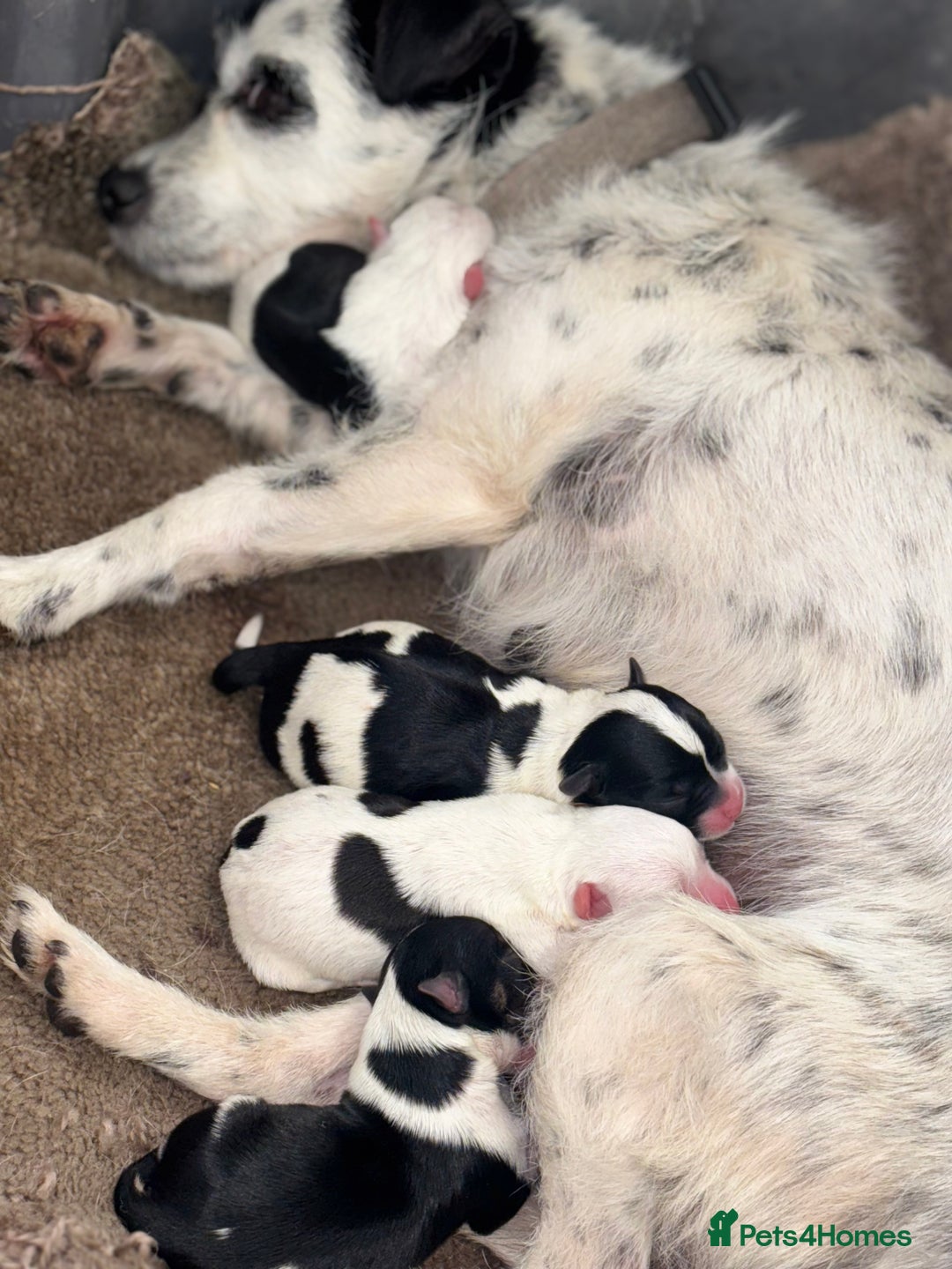 Mixed Breed dogs for sale: Jack Russell cross Yorkshire terrier puppies  - Image 10