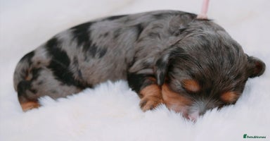 Cavapoo dogs - Advert 6