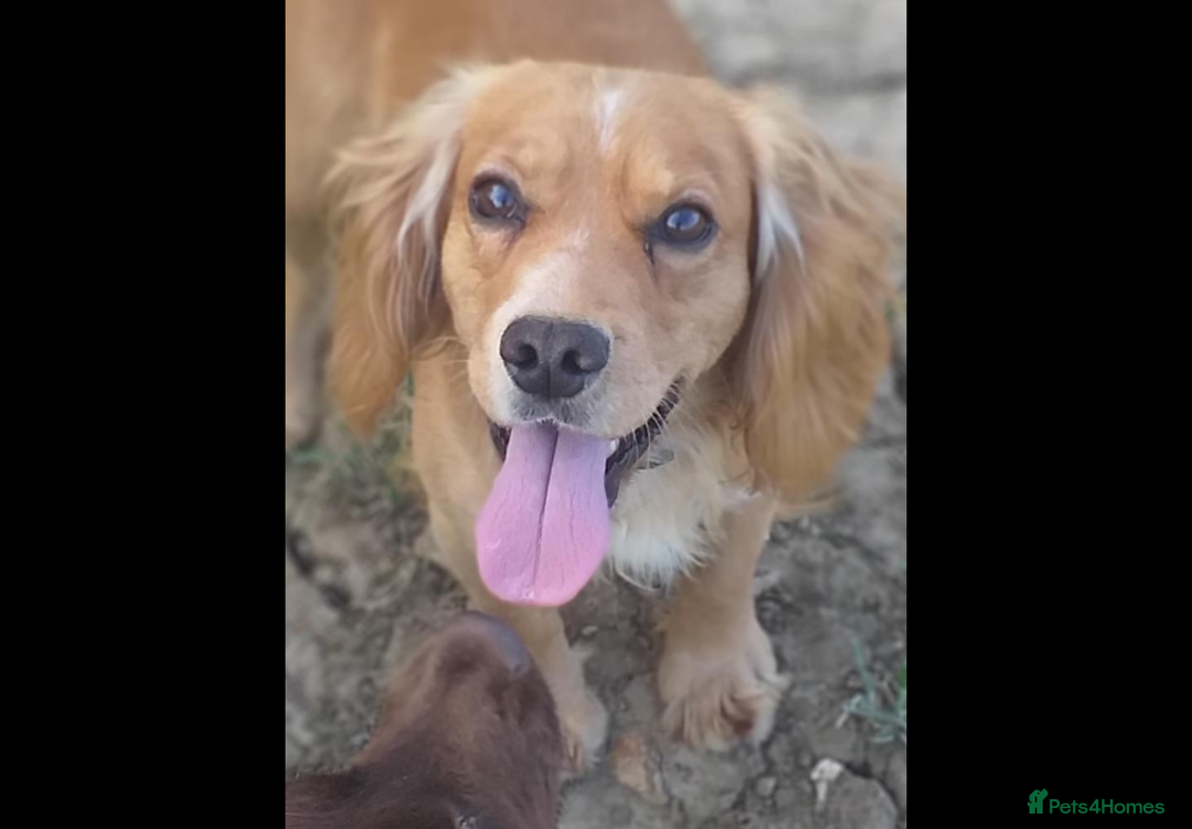 Cocker Spaniel dogs for sale: Hereditary clear working cocker spaniel - Advert 4