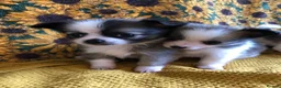 Chihuahua dogs for sale: Longhaired chihuahua puppies - Advert 9