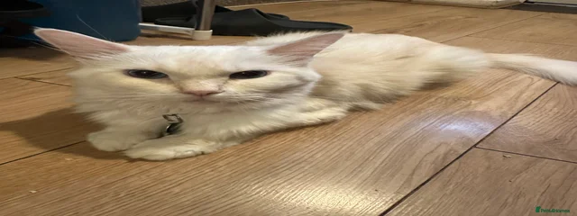Nala