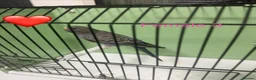 Budgerigars birds for sale: Black face budgies  - Advert 13