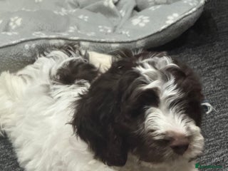 Cockapoo dogs Beautiful Cockapoo puppies for sale - Advert 12