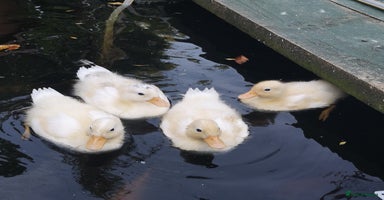 Ducks poultry - Advert 5