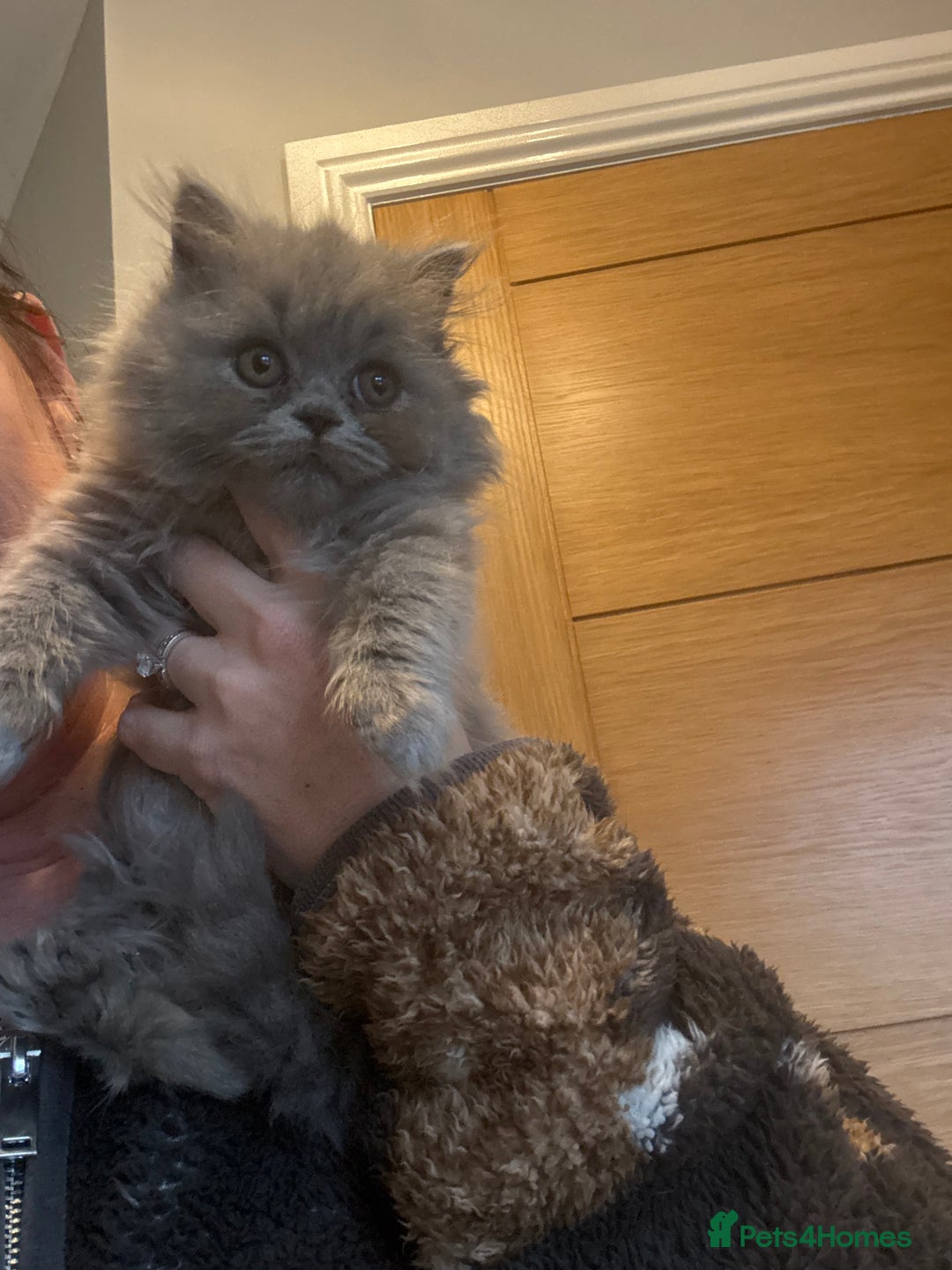British Shorthair cats for sale: READY COLLECTION THIS WEEKEND! Bsh babies  - Image 12