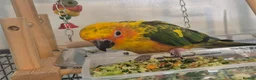Conures birds for sale: Sun conure  - Advert 6