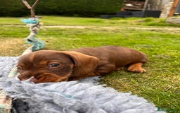 Dachshund dogs for sale: Wire haired dachshund puppies - Image 9