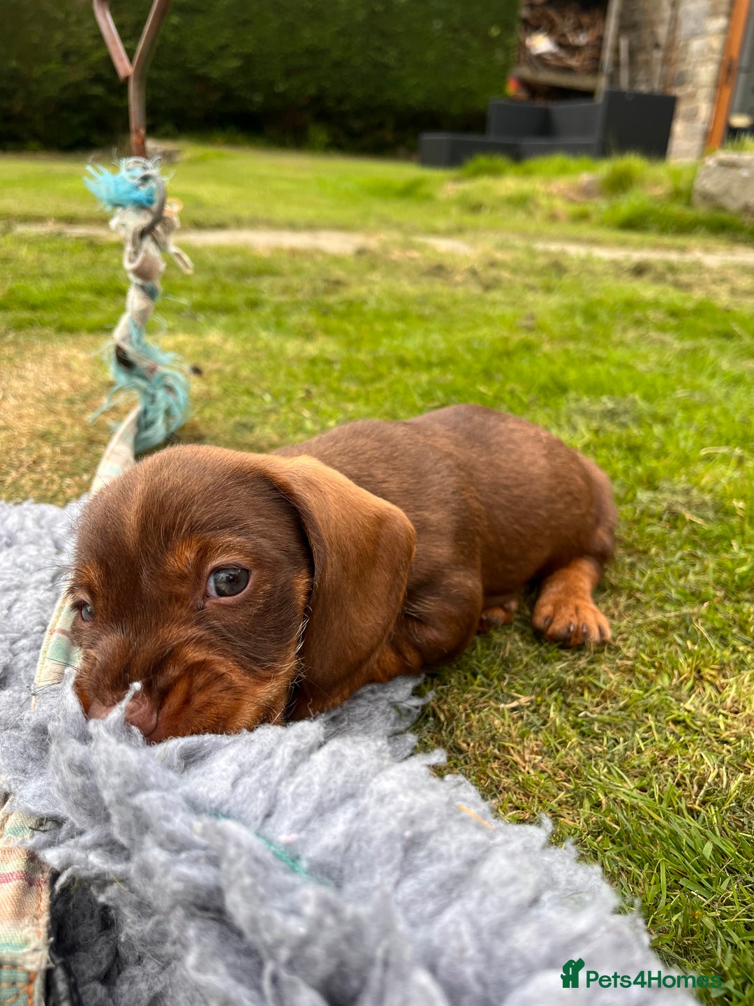 Dachshund dogs for sale: Wire haired dachshund puppies - Image 9