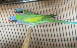 Parakeets birds for sale: Lord Derbyan Parrot for sale.👍QUICK SALE 👍 - Image 1