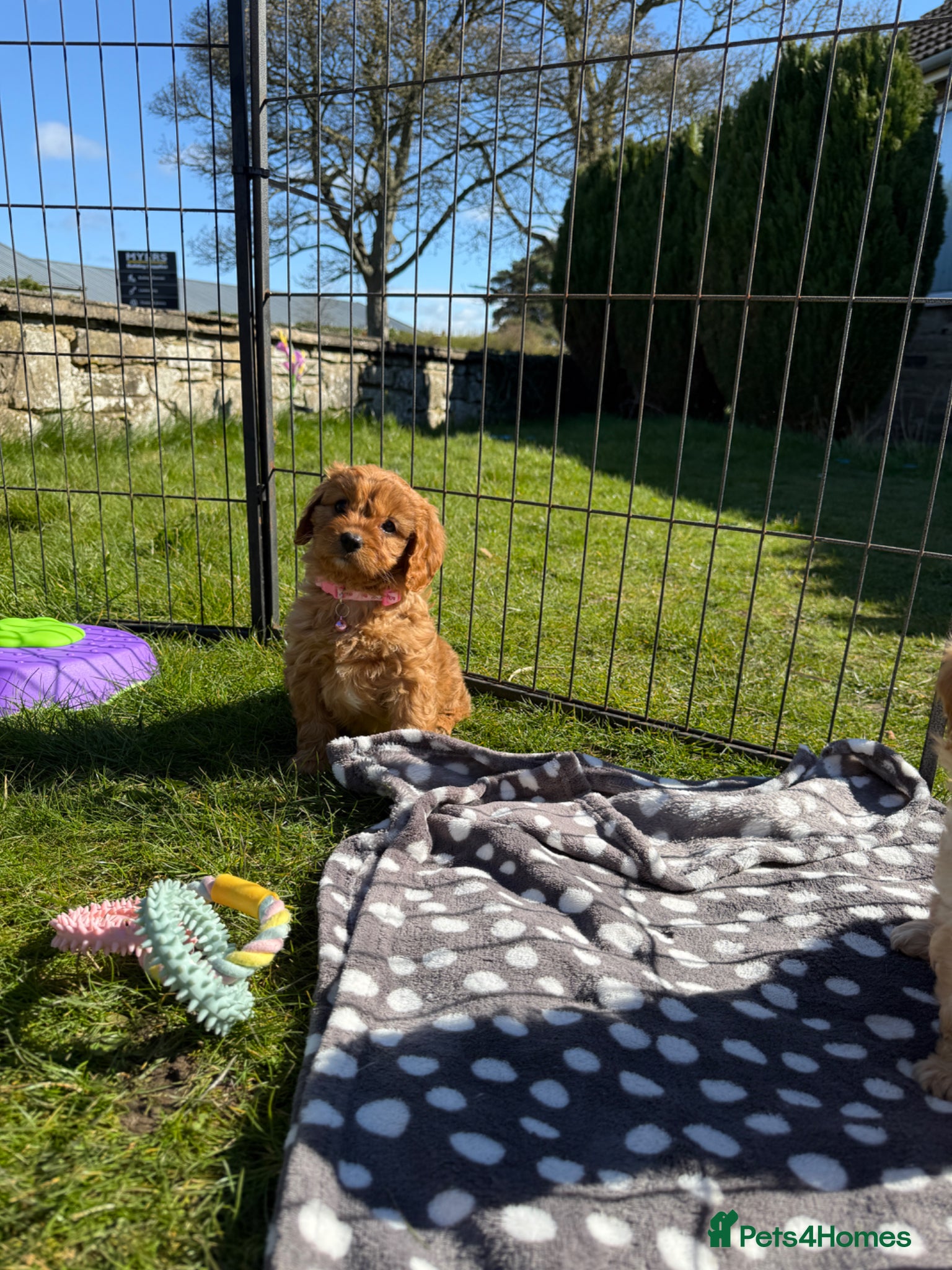 Cavapoo dogs Beautiful Health Tested Cavapoo Puppies - Advert 1