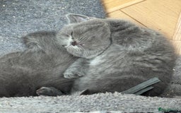 Brazilian Shorthair cats for sale: British Shorthair Kittens - Image 11