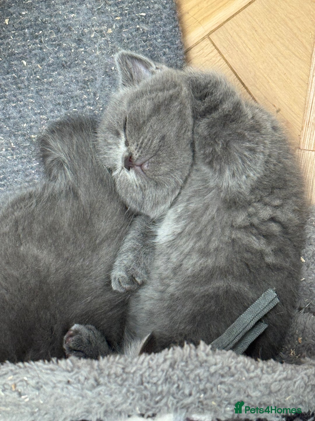 Brazilian Shorthair cats for sale: British Shorthair Kittens - Image 11