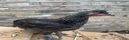 Chickens poultry for sale: Friendly little cockerel  in London - Advert 2