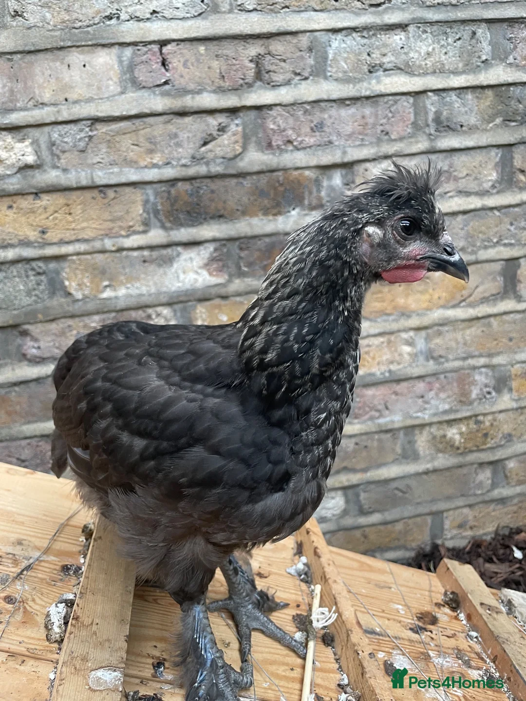 Chickens poultry for sale: Friendly little cockerel  in London - Advert 2