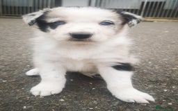 Border Collie dogs for sale: Beautiful Fluffy collie pups for sale  - Image 1