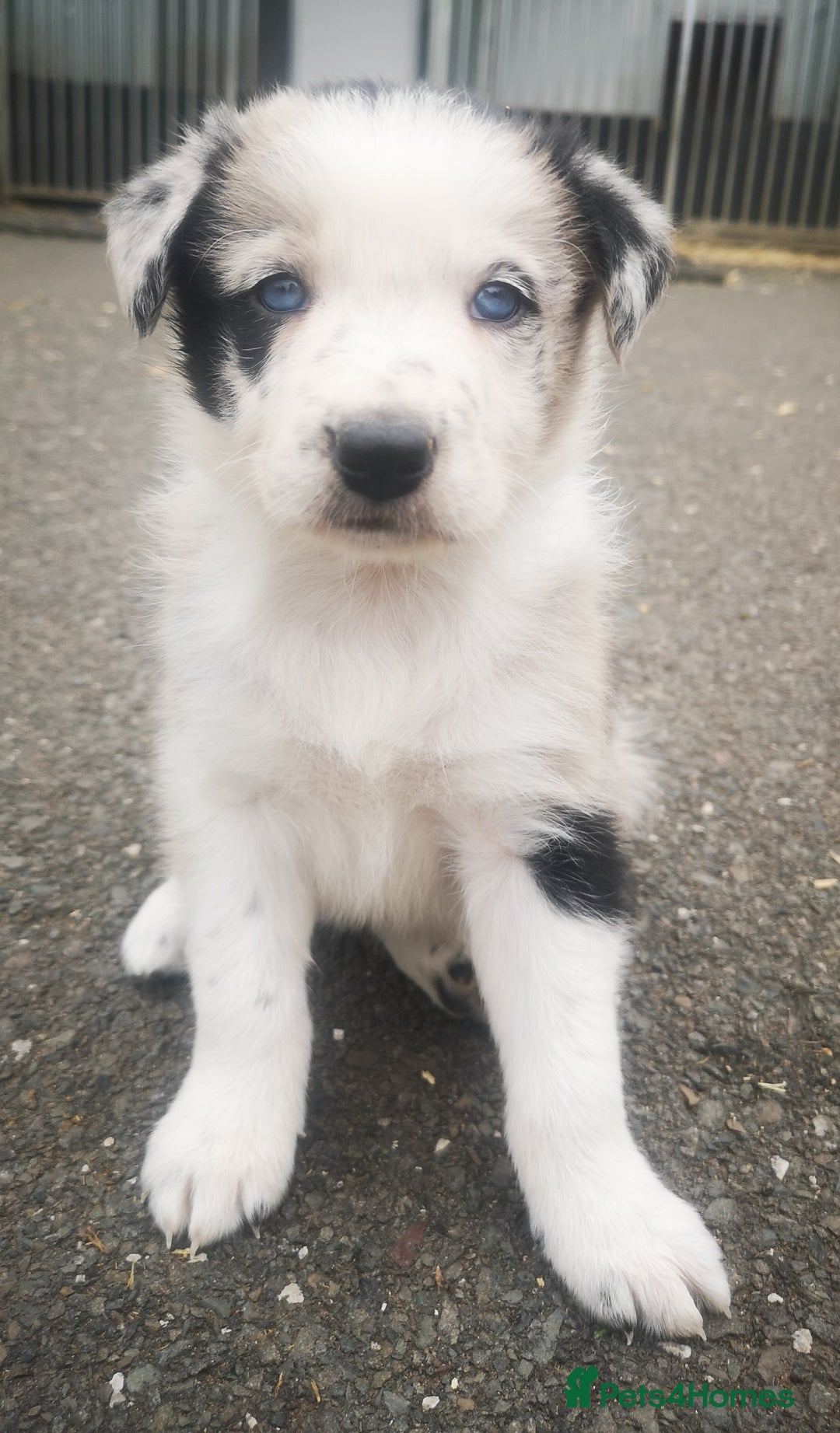 Border Collie dogs for sale: Beautiful Fluffy collie pups for sale  - Image 1